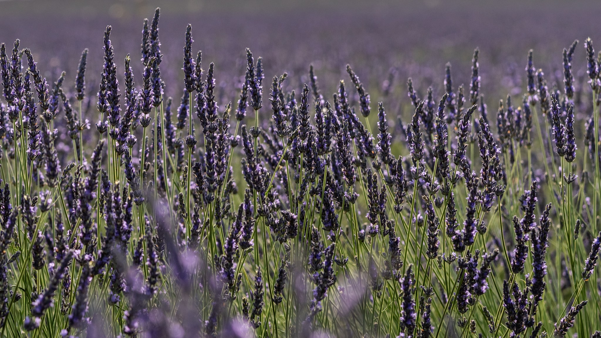 Lavanda
