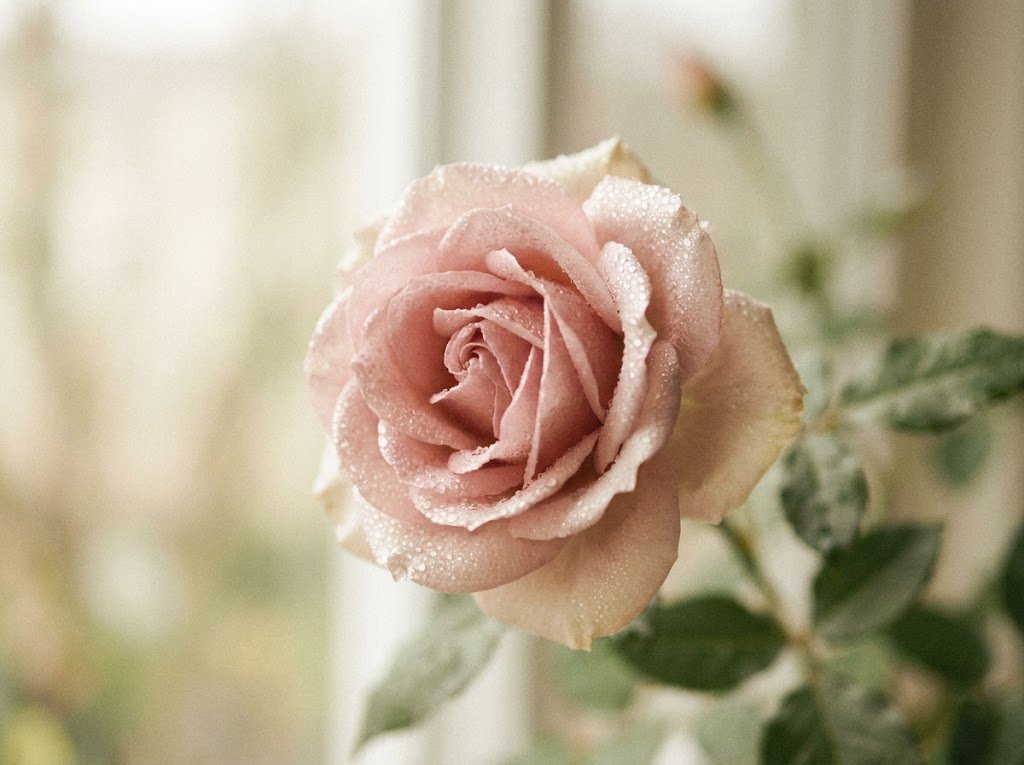 Rosa